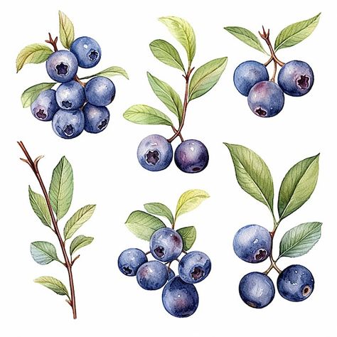 Leaf Symbol, Blueberry Plant, Watercolor Fruit, Watercolor Painting Techniques, Plant Painting, Blueberry Cheesecake, Plant Drawing, Botanical Painting, Nature Tree