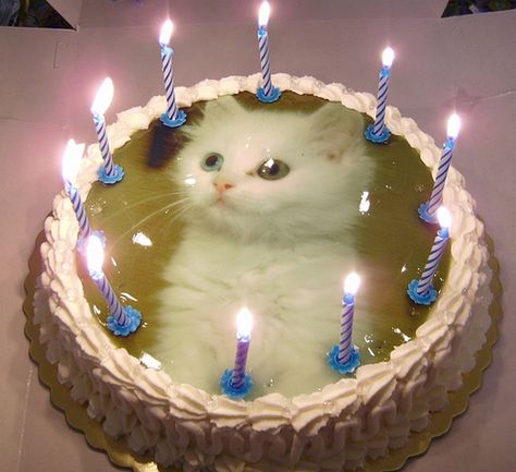 White Cat, Candles, Cake, Birthday, White