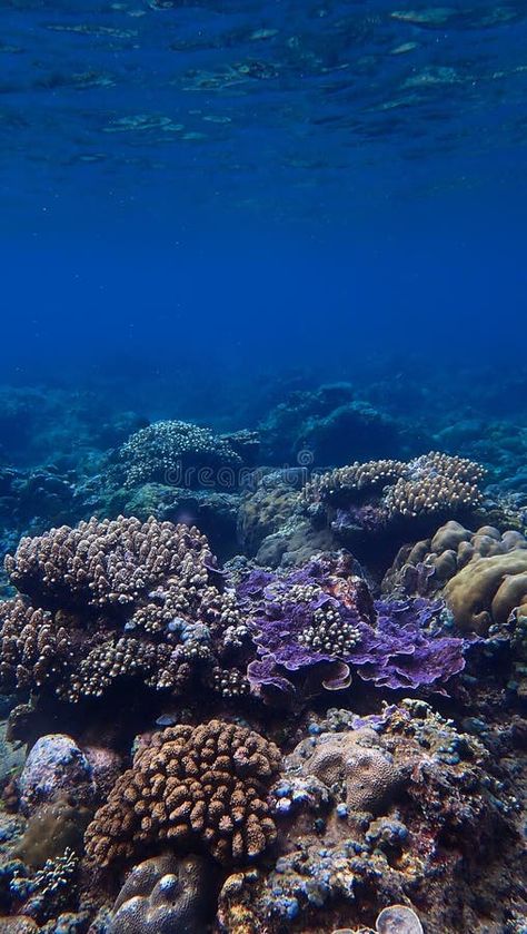 Underwater photography of a colorful coral reef royalty free stock image Coral Reef Photography Underwater, Coral Reef Photography, Colorful Coral Reef, Coral Ocean, Animation Classes, Dark Ocean, Colorful Nature, Motion Animation, Marine Biologist