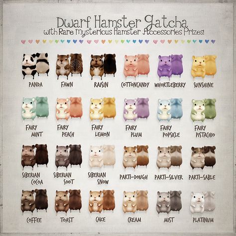 Dwarf Hamster Gacha Color Chart Hamster Breeds Chart, Hamster Colors, Chinese Hamster, Roborovski Hamster, Hamster Breeds, Hamster Accessories, Hamster Names, Hamster Care, Syrian Hamster