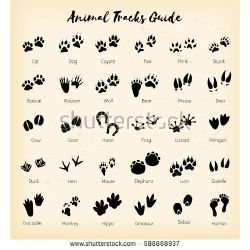 Tatoo Dog, Henne Tattoo, Tier Tattoo, Animal Footprints, Pawprint Tattoo, Tattoo Dog, Elephant Illustration, Paw Tattoo, Animal Tracks