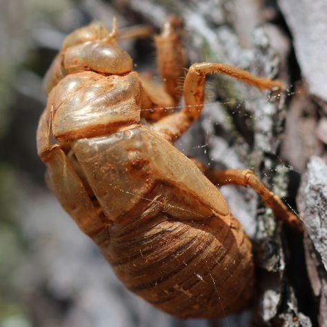 Cicada shell left behind on a pine tree in Huntsville, Alabama. Cicada Shedding, Skin Reference, Concept Creature, Cicada Shell, Cicada Tattoo, Cool Insects, Neko Atsume, Huntsville Alabama, Insect Art