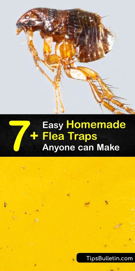 Adult flea control is essential for preventing an infestation of these biting insects. Keep them from taking over your home and irritating your pets. Learn how to make a homemade flea trap using dish soap and other household supplies for flea control. #homemade #flea #traps Homemade Flea Trap, How To Kill Fleas In Your House, How To Get Ride Of Fleas In House Home, Home Remedy For Dog Fleas, Diy Flea Trap, Flea Infestation Home How To Get Rid, Flea Spray For House, Essential Oils Fleas Home, Flea Prevention For Cats