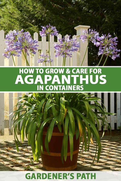 Agapanthus In Pots, Agapanthus Garden, Flowers In Containers, Asparagus Garden, Agapanthus Plant, Small Courtyard Gardens, Succulent Garden Diy, Container Gardening Flowers, Balcony Plants