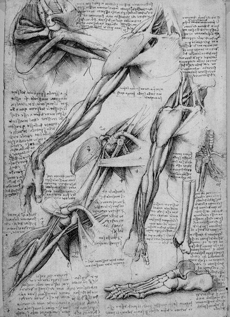 Secret drownings by Leonardo…Part I Greys Anatomy Book, Anatomical Drawings, Medical Drawings, Human Body Drawing, Skeleton Drawings, Gcse Art Sketchbook, Art Advice, Science Illustration, Human Anatomy Art