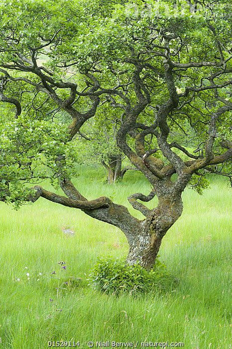 Alder tree (Alnus glutinosa) in Upper Glen Finglas, West Dumbartonshire, Scotland, UK, July. Plant,Vascular plant,Flowering plant,Rosid,Alder,Black alder tree,Plantae,Plant,Tracheophyta,Vascular plant,Magnoliopsida,Flowering plant,Angiosperm,Seed plant,Spermatophyte,Spermatophytina,Angiospermae,Fagales,Rosid,Dicot,Dicotyledon,Rosanae,Betulaceae,Alnus,Alder,Alder tree,Alnus glutinosa,Black alder tree,European alder,European black alder,Common alder,Betula alnus,Betula glutinosa,Alnus alnus,Colour