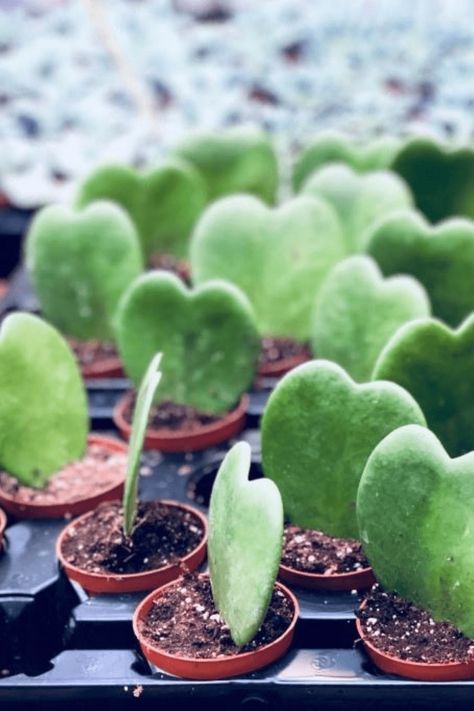 Hoya Kerrii Guide: How to Take Care of a Hoya Kerrii Plant Sweetheart Plant, Sweetheart Hoya, Propagation Methods, Cartoon Hearts, Lithops Succulents, Propagate Succulents, Hoya Kerrii, Wax Plant, Grow Wildflowers