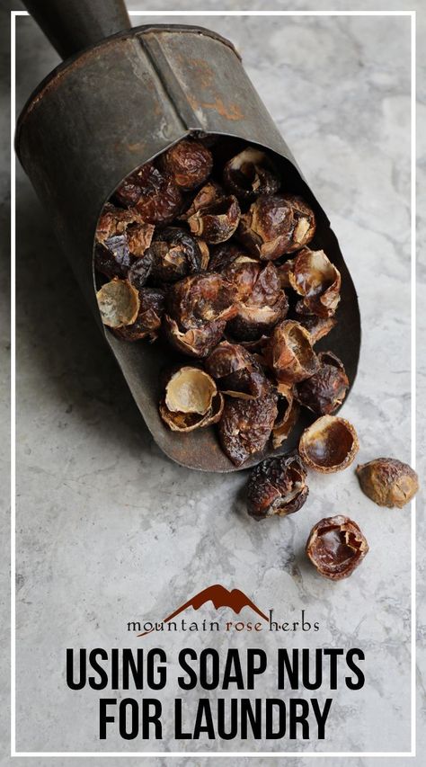 Soap Nuts: A Natural DIY Option for Your Laundry Diy Natural Cleaning, Soap Berries, Soap Nuts, Mountain Rose Herbs, Natural Recipes, Natural Detergent, Diy Body Care, Diy Laundry, Natural Cleaners