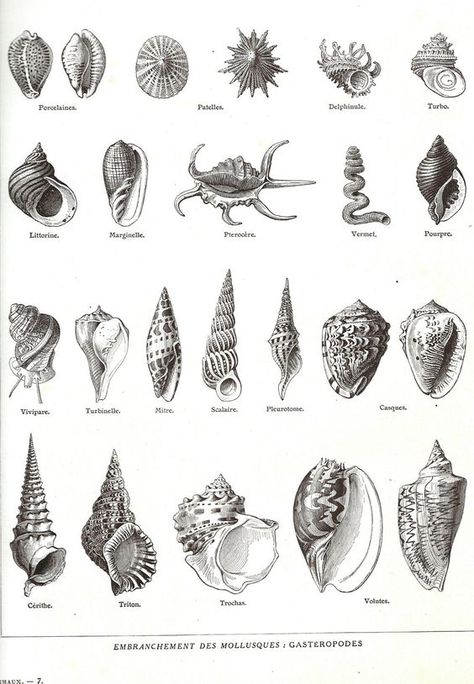 1923 Coquillages Encyclopédie Larousse planche illustrée originale Mollusques… Decor Marin, Shell Drawing, Seashell Tattoos, Shell Tattoos, Marine Decor, Ocean Tattoos, Wall Art Ocean, 1 Tattoo, Art Ocean