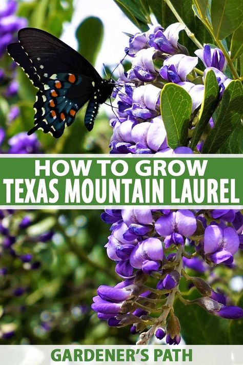 Mountain Laurel Shrub, Garden Shrubs Evergreen, Laurel Shrub, Texas Mountain Laurel, Homesteading Life, Texas Landscaping, Kalmia Latifolia, Homestead Gardening, Desert Gardening