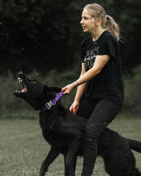 Cr: working_germanshepherd Protection Dog Aesthetic, Working Dog Photography, Working German Shepherd, Black German Shepherd Aesthetic, All Black German Shepard Aesthetic, Black Gsd, Protection Dog Training, Black German Shepherd Puppies, Rottweiler Pictures