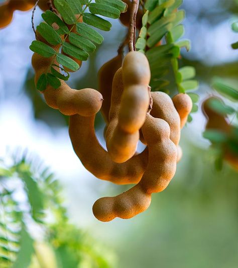 10 Effective Ways To Use Tamarind For Skin Care Tamarind For Skin, Tamarind Plant, Tamarind Benefits, Castor Oil For Eyes, Tamarind Fruit, Homemade Face Pack, Vegan Face Mask, Fruit World, Fruit Photography