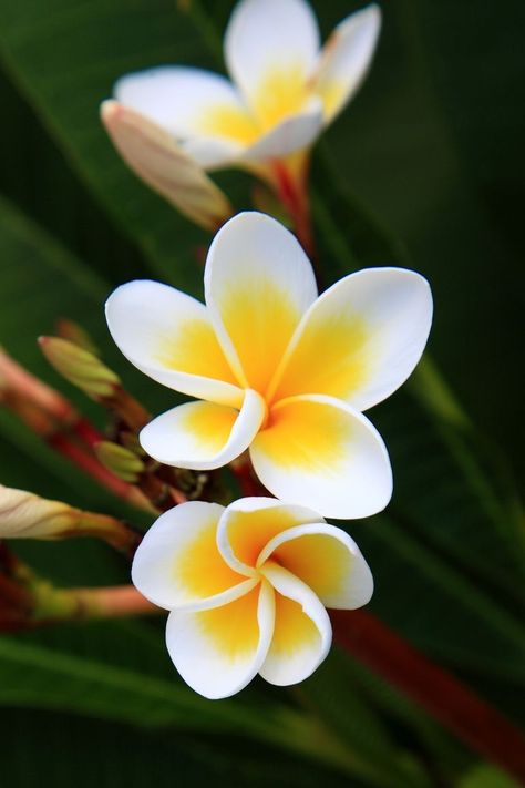 Jasmine Flower Aesthetic, Meaning Of Jasmine Flower, Jasmine Flower Aesthetic Vintage, Jasmine Flower Photography, Jasmine Illustration Flowers, Jungle Flowers, Cactus Blossoms, Yellow Hibiscus, Beautiful Flowers Images