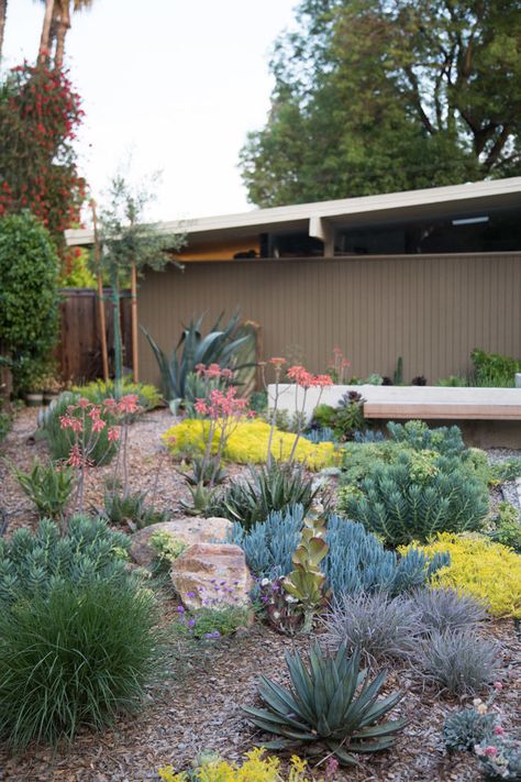 Home Front Yard, Mid Century Landscaping, Xeriscape Front Yard, Xeriscape Landscaping, Front Garden Landscape, Drought Tolerant Landscape, Front Yard Design, Garden Wallpaper, Front Landscaping