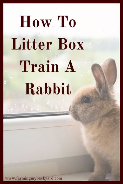 Rabbit Nesting Box, Meat Rabbits Breeds, Box Train, Raising Rabbits For Meat, Bunny Supplies, Rabbit Litter, Young Rabbit, Rabbit Litter Box, Rabbit Farm