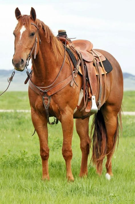 Grullo Horse, Aqha Horses, Ranch Horse, Raising Farm Animals, Horses Tack, Rodeo Horses, Cowgirl And Horse, Horse Boarding, American Quarter Horse