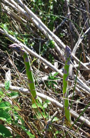 wild asparagus spears Wild Asparagus, Food Alternatives, Edible Weeds, Wild Foraging, Wild Food Foraging, Foraging Recipes, Edible Wild Plants, Foraged Food, Healing Plants