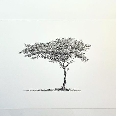 Fine line, black ink drawing of an acacia tree. MSillo, tree artist. Acacia Tree Tattoo Ideas, Fine Line Plant Drawing, Savannah Tree Drawing, Jungle Tree Tattoo, Cyprus Tree Tattoo, Acacia Tree Illustration, African Tree Drawing, Africa Tree Tattoo, Acacia Tree Drawing