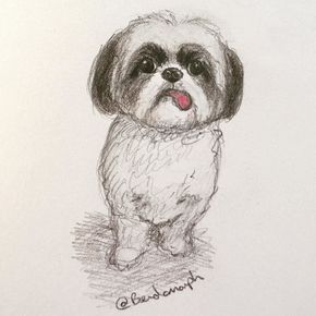 Shih Tzu illustration @bendomorph drew this beautiful portrait of me Thank you… Draw So Cute Dog, Dog Drawing Simple, Perro Shih Tzu, Talent Agent, Puppy Drawing, Dog Artwork, Labrador Retriever Puppies, Shih Tzu Puppy, Shih Tzu Dog