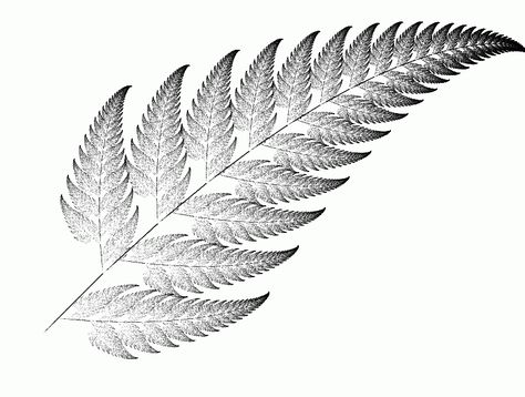 fractal-fern.gif (803×607) Fern Spiral Tattoo, Botanical Tattoo Men, Fern Fractal, Fern Tattoo Design, Fractal Tattoo, Fern Tattoo, Tattoo Dotwork, Blackout Tattoo, Inspiration Tattoos