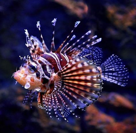 Animale Marine, Tiger Fish, Fish Photo, Rare Fish, Salt Water Fish, Underwater Animals, Lion Fish, Beautiful Sea Creatures, Water Animals