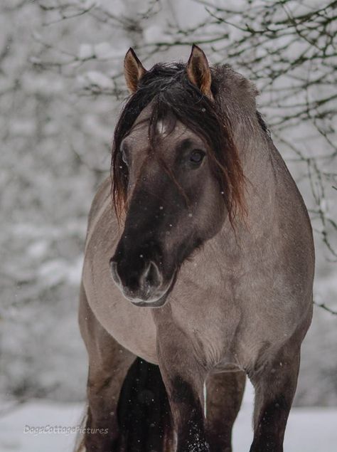 Criollo Grullo Horse, Grulla Horse, Horses In Snow, Enchanted Wood, Horse Pattern, All The Pretty Horses, Horse Equestrian, Horse Coloring, Pretty Horses