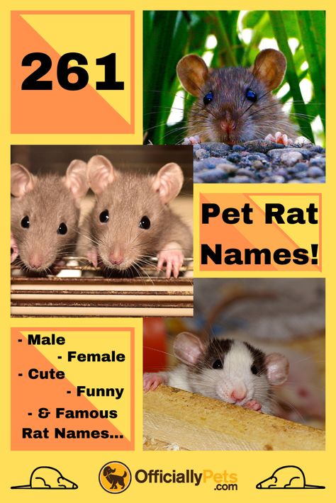 Cute Pet Rat Names, Rat Name Ideas, Pet Rat Names, Rat Ideas, Hairless Rat, Rat Care, Names Male, Rat Girl, Silly Names