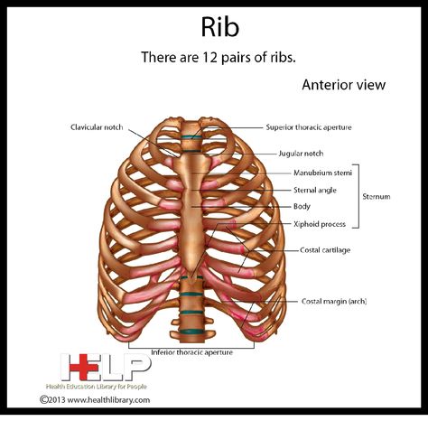 Rib Big Ribcage, Ribs Diagram, Ribs Anatomy, Ribcage Different Angles, Rib Cage Xray, Xiphoid Process, School Help, Anatomy And Physiology, Human Anatomy