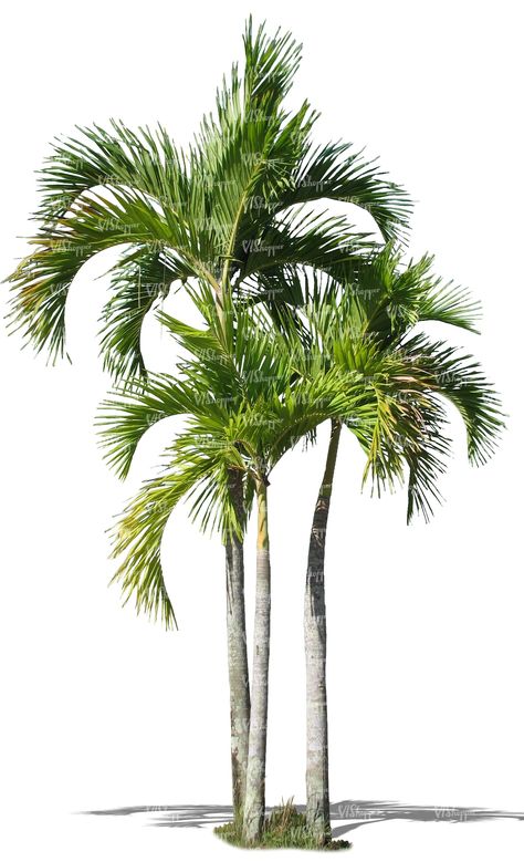 Tree Psd, Palm Tree Png, Palm Tree Drawing, Tree Cut Out, Tree Photoshop, Tree Plan, Palm Tree Art, Tree Textures, Photoshop Backgrounds Free