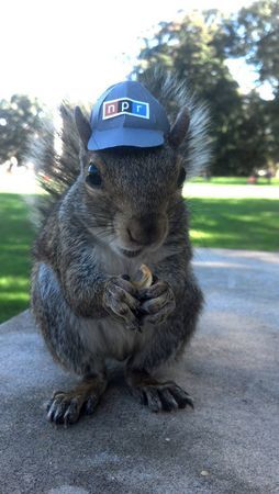 Squirrel Dress, Happy Squirrel, Secret Squirrel, Squirrel Pictures, Squirrel Funny, Penn State University, A Squirrel, Cute Squirrel, Dressing Up