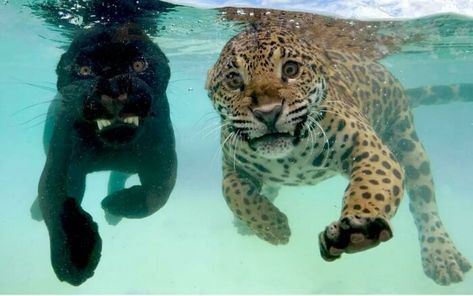 Animals Swimming, Baby Jaguar, Tattoo Nature, Clouded Leopard, Cat Animal, Silly Animals, African Elephant, Big Cat, Leopards