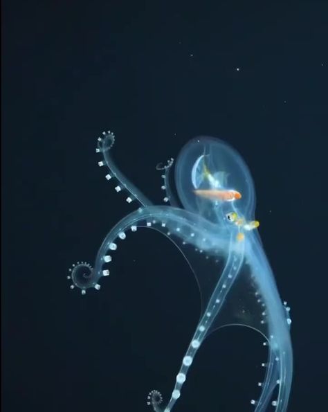 Ocean Life on Instagram: “Actual footage and A Rare Sighting of a Glass Octopus Reveals its Nearly Transparent Membrane in Extraordinary Detail⁣⁣ ⁣⁣ On a 34-day…” Glass Octopus, Sea Explorer, Deep Sea Creatures, Wild Kingdom, Beautiful Sea Creatures, Water Animals, Underwater Creatures, Underwater Life, Rare Animals