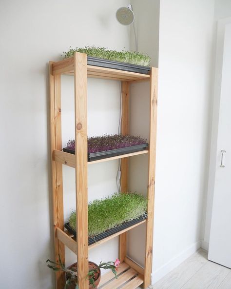 Microgreens Growing Indoor Setup, Micro Greens Growing Indoors Setup, Microgreens Growing Indoor, Seed Starting Indoors Diy, Grow Shelf, Seed Starting Setup, Loft Plants, Microgreens Garden, Seeds Growing