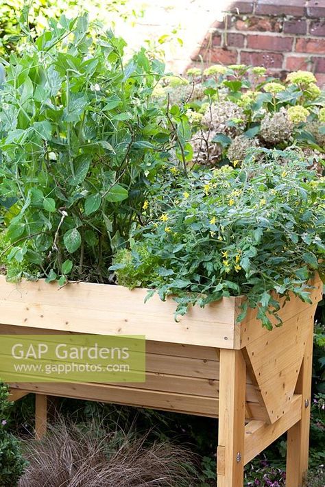 Veg Trug, Salad Vegetables, Planting Plan, General Ideas, Veg Garden, Plant Photography, Vegetable Salad, Small Gardens, Raised Beds