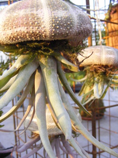 Air Plants Diy, Air Fern, Air Plant Garden, Diy Jellyfish, Diy Jelly, Air Plants Decor, Plant Display Ideas, Shell Planter, Nature Meaning