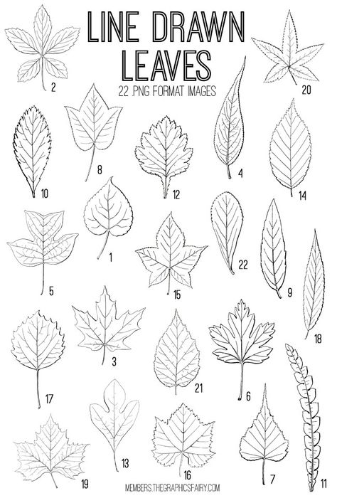 Beautiful Leaves Drawing, Line Drawings Leaves, Leaf Drawing Reference, Leaves And Flowers Drawings, Different Leaves Drawings, Drawing Leaves Step By Step, How To Draw Fairy, Leaves Drawing Sketches, How To Draw A Leaf