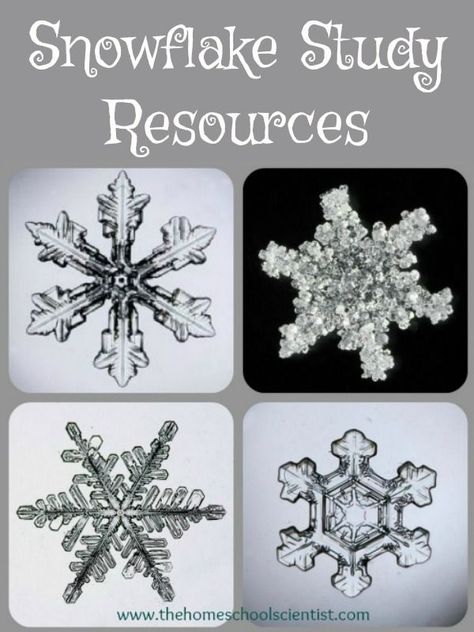 Snowflake School Project, Life Cycle Of A Snowflake Free Printable, Facts About Snowflakes For Kids, Snowflake Bentley Activities, Snowflakes Science, Snowflake Crystal Experiment, Snowflake Bentley, Winter Science, Snow Theme