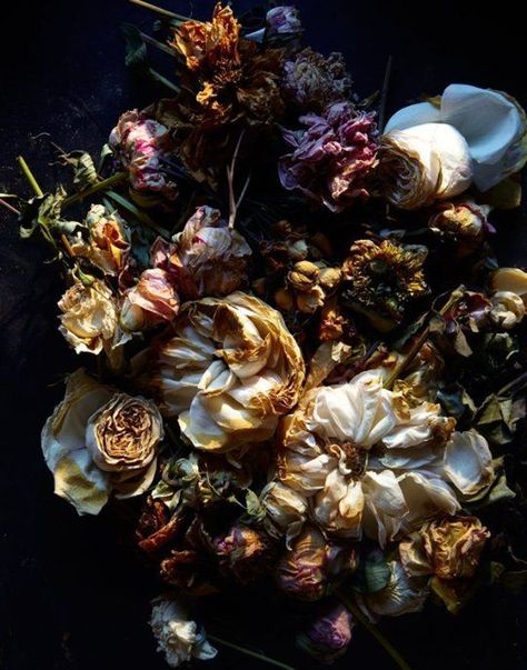 Decaying Flowers, Decay Photography, Decay Art, Dead Flowers, Growth And Decay, Beautiful Decay, Dark Flowers, Gcse Art, A Level Art