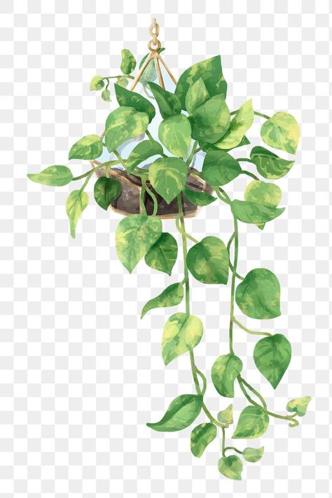 Ivy Watercolor, Creepers Plants, Ivy Flower, Vine Drawing, Leaf Png, Devils Ivy, Epipremnum Aureum, Watercolor Leaf, Golden Pothos