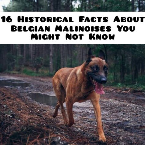 Belgian Dog Breeds, Belgian Malinois Funny, Belgian Shepherd Groenendael, Malinois Shepherd, Malinois Funny, Belgian Dog, Puppy Pool, Belgium Malinois, German Dog Breeds