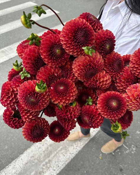 Dhalia Aesthetic Bouquet, Window Autumn, Red Dahlias, Flower Aesthetics, Dahlia Bouquet, Dahlia Flower, Natural Gifts, Pure Beauty, Shop Window