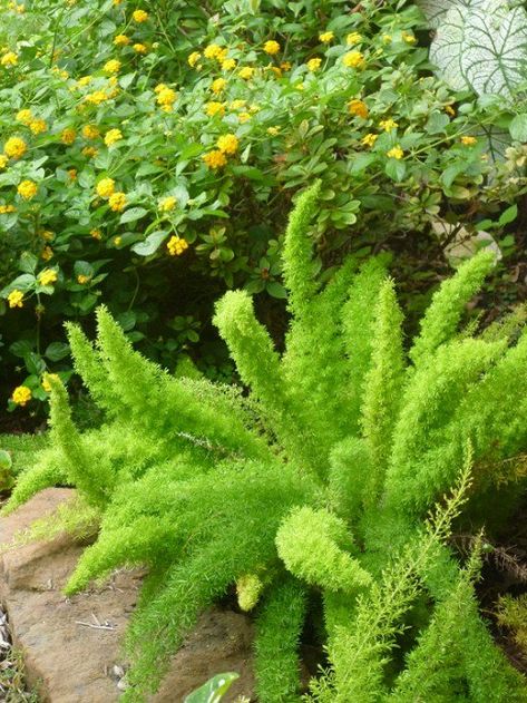 we Foxtail Fern Landscaping, Foxtail Plant, Foxtail Fern, Outdoor Landscape Design, Florida Landscaping, Ferns Garden, Plants Uk, Asparagus Fern, Fern Plant