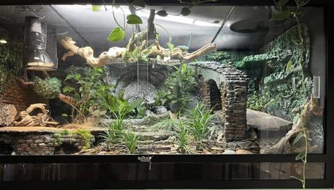 Snake Tank Ideas Ball Python, Cornsnakes Enclosure, Kingsnake Enclosure, Snake Tank Setup Ball Python, Snake Tank Setup, Snake Terrarium Ideas, Snake Habitat Ideas, Python Enclosure, Terrarium Setup