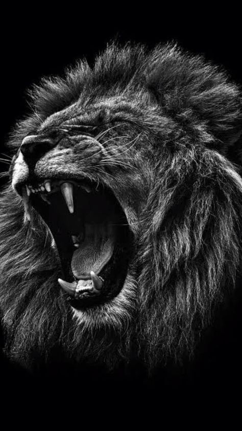 Angry Lion Wallpaper, Wallpaper Iphone Black And White, Angry Wallpapers, Lion Wallpaper Iphone, Wallpaper Iphone Black, Angry Lion, Lion Black, Lion Sketch, Black And White Lion