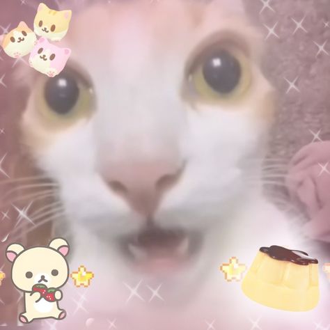 #kawaiicore #sillymeme #silly #cutecore Cutecore Cat, Cat Pfps, Phone Makeover, Pink Pins, Cutecore Icons, Cutecore Pfp, Cat Background, Silly Photos, Kawaii Core