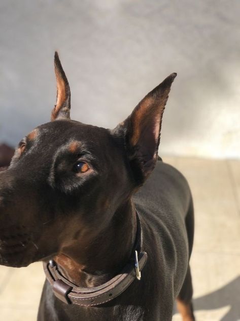 Dobber Man, Doberman Pinscher Dog, Doberman Puppy, Doberman Dogs, Pretty Dogs, Animal Totems, Doberman Pinscher, Doberman, Beautiful Dogs