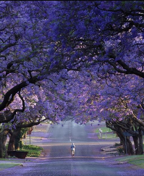 📍Pretoria, South Africa🇿🇦 - Africa is Home tourism center South Africa Photography, Pretoria South Africa, Jacaranda Tree, Cliff Diving, Vision Board Photos, Africa Do Sul, World Cities, Pretoria, Southern Africa