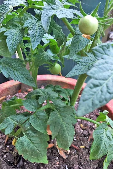 Two small, green tomatoes growing on a plant with green triangle-shaped leaves and tall vining branches, planted in a large terracotta pot. Tomatoes Growing, Tomatoes In Containers, Large Terracotta Pots, Tips For Growing Tomatoes, Tomato Farming, Growing Tomatoes In Containers, Grow Tomatoes, Spring Gardening, Purple Fruit