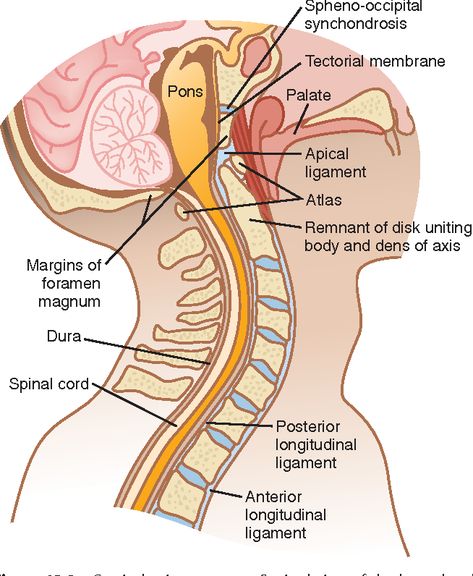 Figure 45-3 from 625 45 Neck Pain | Semantic Scholar Cervical Lordosis, Cervical Vertebrae Anatomy, Cerebral Spinal Fluid, Spinal Cord Diagram, Cervical Spine Anatomy, Spine Anatomy, Brain And Spinal Cord, Spinal Fluid, Intervertebral Disc