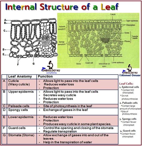 Ombiology4u Diagram Practices. Biology diagram Practices. Parts and functions of internal structure of a leaf. Ahmed Omaar biology teacher. Leaf Structure Biology Notes, Leaf Structure Biology, Internal Structure Of A Leaf, Sciences Aesthetic, Leaf Structure And Function, Leaf Diagram, Structure Of A Leaf, Igcse Biology, Gcse Biology